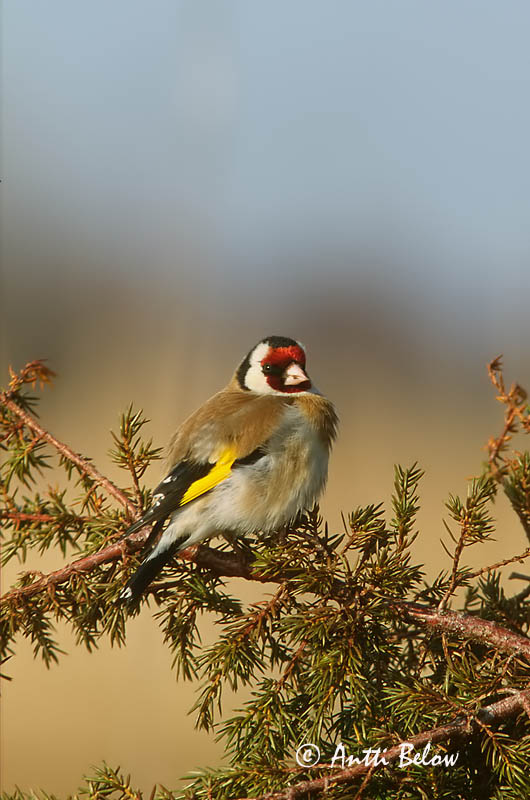 Avainsanat: Cadernera Stillits Putter European Goldfinch Ohakalind Tikli Chardonneret élégant Stieglitz Distelfink Tengelic Þistilfinka Stillits Pintassilgo Carduelis carduelis Jilguero Steglits