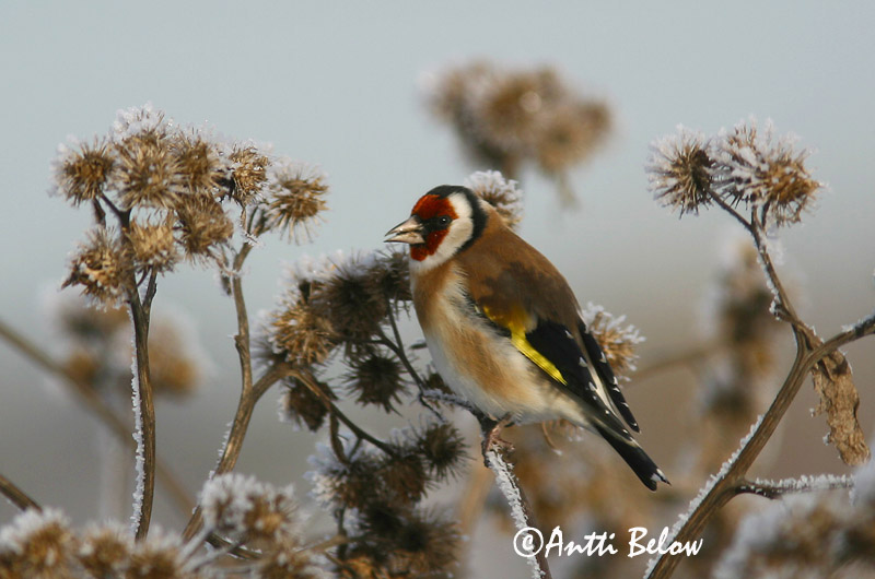 Avainsanat: Cadernera Stillits Putter European Goldfinch Ohakalind Tikli Chardonneret élégant Stieglitz Distelfink Tengelic Þistilfinka Stillits Pintassilgo Carduelis carduelis Jilguero Steglits