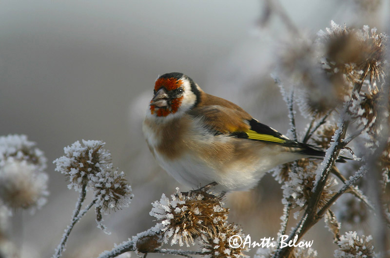Avainsanat: Cadernera Stillits Putter European Goldfinch Ohakalind Tikli Chardonneret élégant Stieglitz Distelfink Tengelic Þistilfinka Stillits Pintassilgo Carduelis carduelis Jilguero Steglits