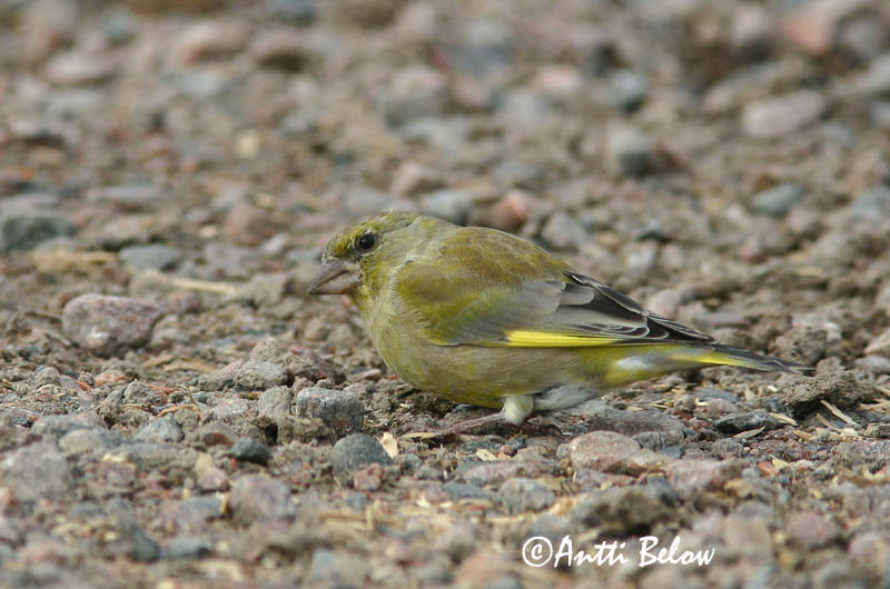 Finland
Avainsanat: Verdum Grønirisk Groenling European Greenfinch Rohevint Viherpeippo Verdier d'Europe Grünling Grünfink Zöldike Grænfinka Grønnfink Verdilhão-comum Carduelis chloris Verderón Común Grönfink