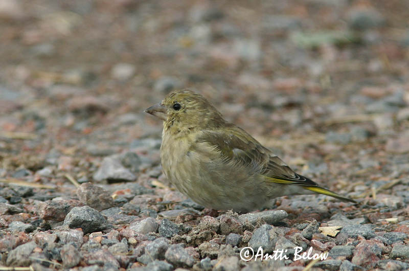 Finland
Avainsanat: Verdum Grønirisk Groenling European Greenfinch Rohevint Viherpeippo Verdier d'Europe Grünling Grünfink Zöldike Grænfinka Grønnfink Verdilhão-comum Carduelis chloris Verderón Común Grönfink