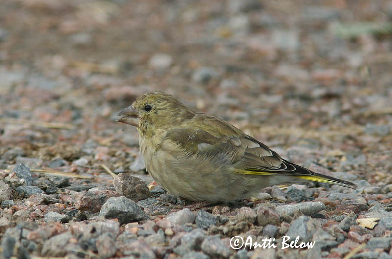 Finland
Avainsanat: Verdum Grønirisk Groenling European Greenfinch Rohevint Viherpeippo Verdier d'Europe Grünling Grünfink Zöldike Grænfinka Grønnfink Verdilhão-comum Carduelis chloris Verderón Común Grönfink