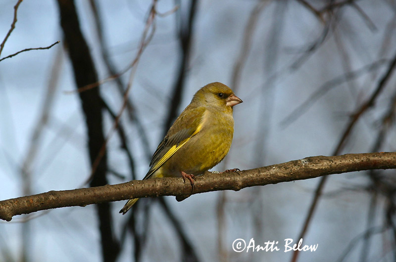 Finland
Avainsanat: Verdum Grønirisk Groenling European Greenfinch Rohevint Viherpeippo Verdier d'Europe Grünling Grünfink Zöldike Grænfinka Grønnfink Verdilhão-comum Carduelis chloris Verderón Común Grönfink