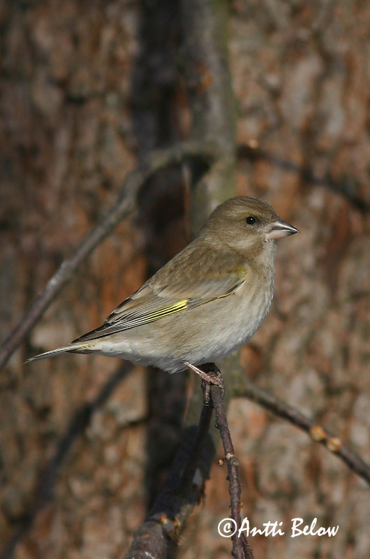 Finland
Avainsanat: Verdum Grønirisk Groenling European Greenfinch Rohevint Viherpeippo Verdier d'Europe Grünling Grünfink Zöldike Grænfinka Grønnfink Verdilhão-comum Carduelis chloris Verderón Común Grönfink