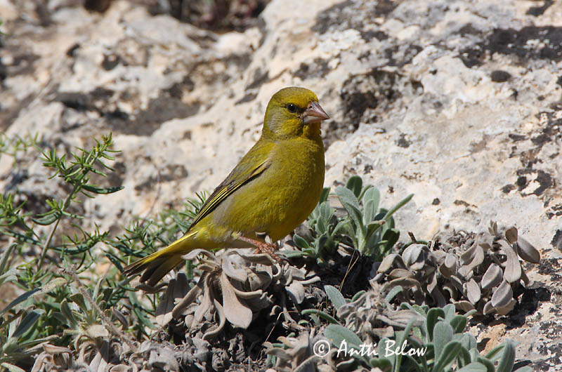 Turkey
Avainsanat: Verdum Grønirisk Groenling European Greenfinch Rohevint Viherpeippo Verdier d'Europe Grünling Grünfink Zöldike Grænfinka Grønnfink Verdilhão-comum Carduelis chloris Verderón Común Grönfink