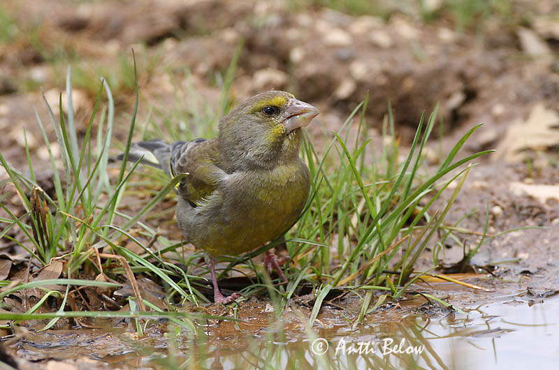Turkey
Avainsanat: Verdum Grønirisk Groenling European Greenfinch Rohevint Viherpeippo Verdier d'Europe Grünling Grünfink Zöldike Grænfinka Grønnfink Verdilhão-comum Carduelis chloris Verderón Común Grönfink