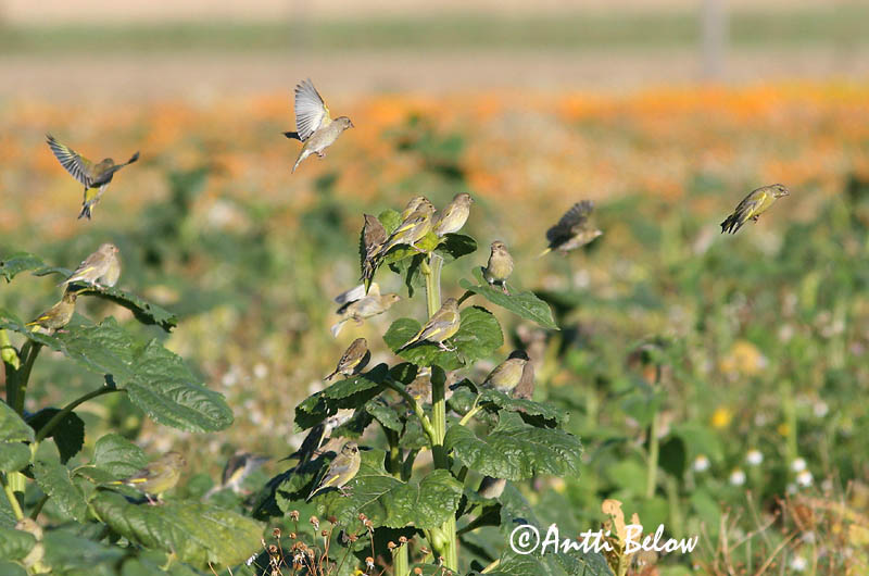 Finland
Avainsanat: Verdum Grønirisk Groenling European Greenfinch Rohevint Viherpeippo Verdier d'Europe Grünling Grünfink Zöldike Grænfinka Grønnfink Verdilhão-comum Carduelis chloris Verderón Común Grönfink