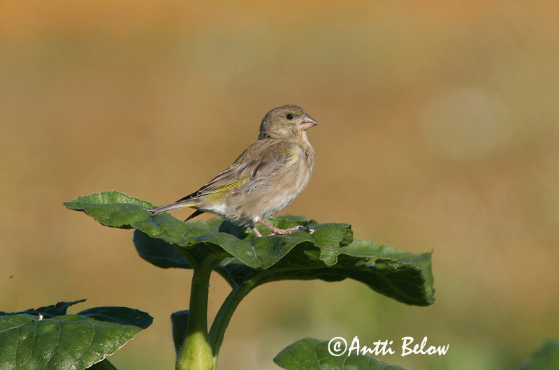 Finland
Avainsanat: Verdum Grønirisk Groenling European Greenfinch Rohevint Viherpeippo Verdier d'Europe Grünling Grünfink Zöldike Grænfinka Grønnfink Verdilhão-comum Carduelis chloris Verderón Común Grönfink