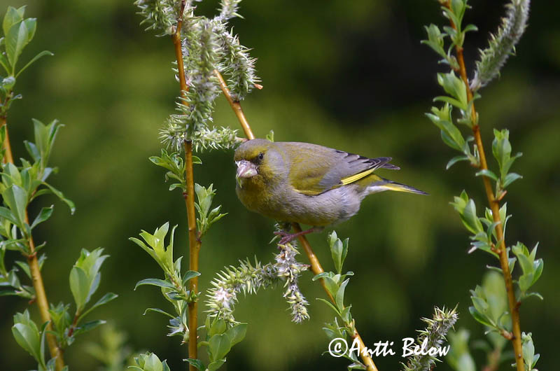 Finland
Avainsanat: Verdum Grønirisk Groenling European Greenfinch Rohevint Viherpeippo Verdier d'Europe Grünling Grünfink Zöldike Grænfinka Grønnfink Verdilhão-comum Carduelis chloris Verderón Común Grönfink