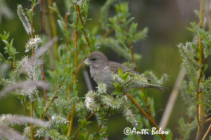 Finland
Avainsanat: Verdum Grønirisk Groenling European Greenfinch Rohevint Viherpeippo Verdier d'Europe Grünling Grünfink Zöldike Grænfinka Grønnfink Verdilhão-comum Carduelis chloris Verderón Común Grönfink