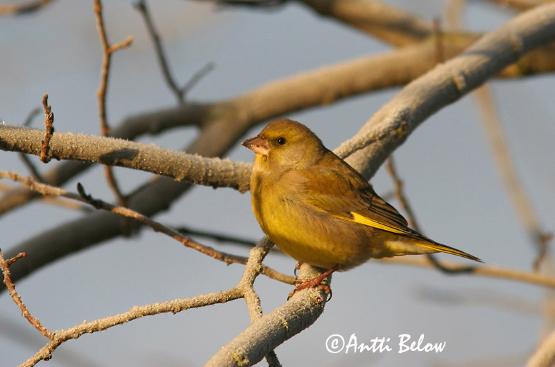 Finland
Avainsanat: Verdum Grønirisk Groenling European Greenfinch Rohevint Viherpeippo Verdier d'Europe Grünling Grünfink Zöldike Grænfinka Grønnfink Verdilhão-comum Carduelis chloris Verderón Común Grönfink