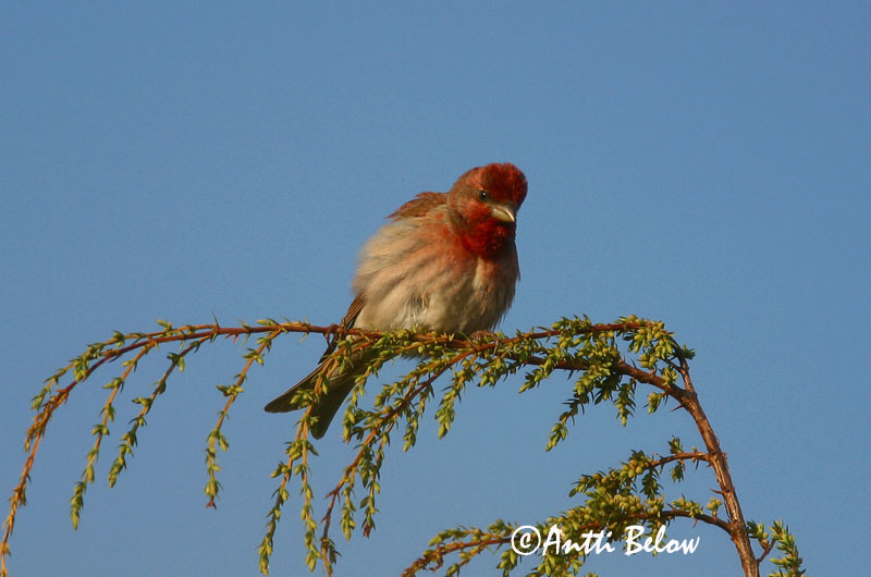 Avainsanat: Pinsà carminat Karmindompap Roodmus Common Rosefinch Karmiinleevike Punavarpunen Roselin cramoisi Karmingimpel Karmazsinpirók Rósafinka Rosenfink Pintarrôxo-carmíneo Carpodacus erythrinus Camachuelo Carminoso Rosenfink