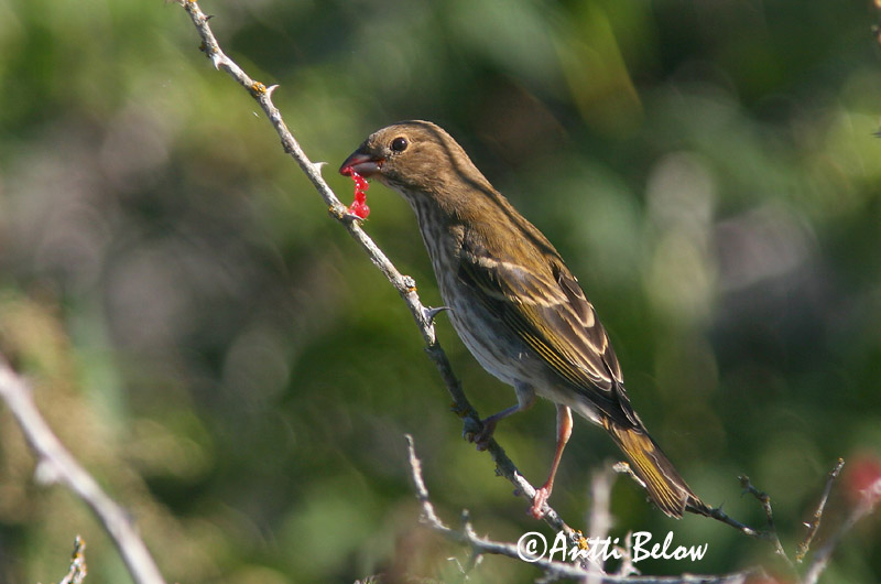 Avainsanat: Pinsà carminat Karmindompap Roodmus Common Rosefinch Karmiinleevike Punavarpunen Roselin cramoisi Karmingimpel Karmazsinpirók Rósafinka Rosenfink Pintarrôxo-carmíneo Carpodacus erythrinus Camachuelo Carminoso Rosenfink
