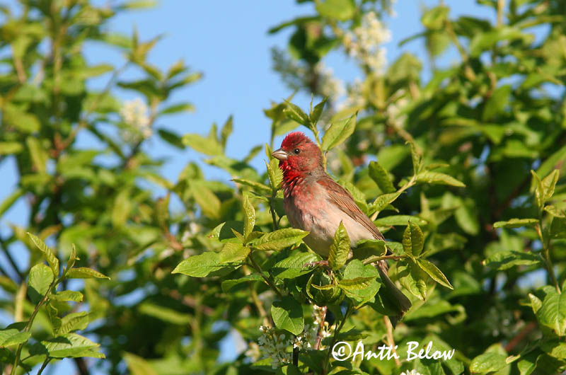 Avainsanat: Pinsà carminat Karmindompap Roodmus Common Rosefinch Karmiinleevike Punavarpunen Roselin cramoisi Karmingimpel Karmazsinpirók Rósafinka Rosenfink Pintarrôxo-carmíneo Carpodacus erythrinus Camachuelo Carminoso Rosenfink