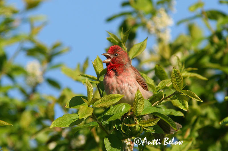 Avainsanat: Pinsà carminat Karmindompap Roodmus Common Rosefinch Karmiinleevike Punavarpunen Roselin cramoisi Karmingimpel Karmazsinpirók Rósafinka Rosenfink Pintarrôxo-carmíneo Carpodacus erythrinus Camachuelo Carminoso Rosenfink