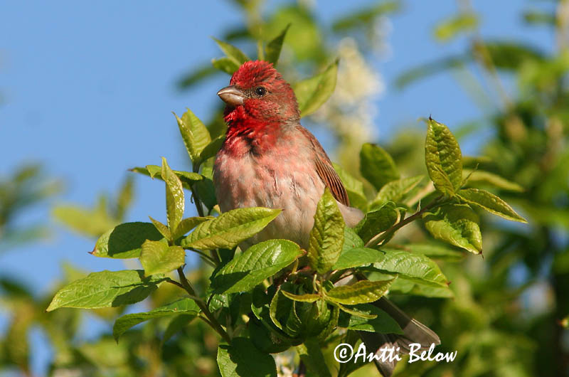 Avainsanat: Pinsà carminat Karmindompap Roodmus Common Rosefinch Karmiinleevike Punavarpunen Roselin cramoisi Karmingimpel Karmazsinpirók Rósafinka Rosenfink Pintarrôxo-carmíneo Carpodacus erythrinus Camachuelo Carminoso Rosenfink