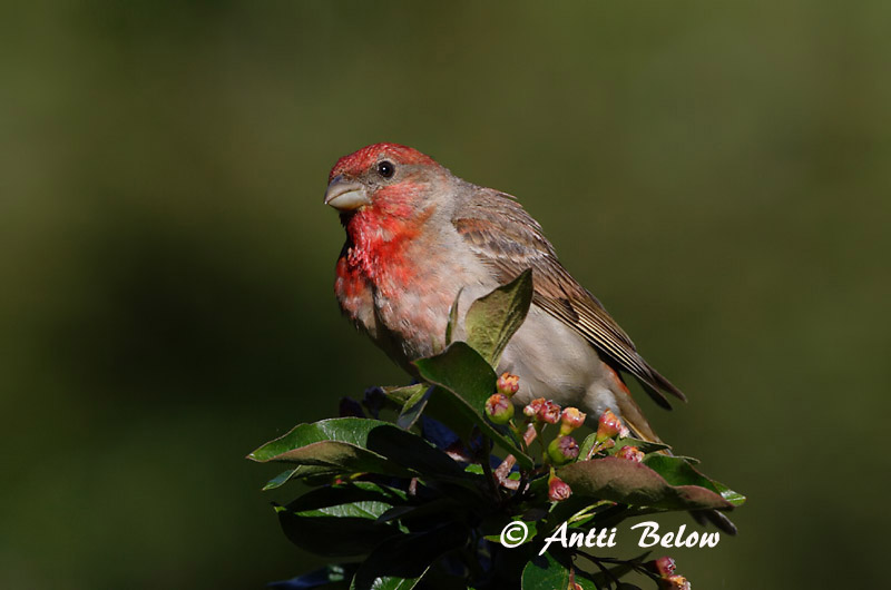 Avainsanat: Pinsà carminat Karmindompap Roodmus Common Rosefinch Karmiinleevike Punavarpunen Roselin cramoisi Karmingimpel Karmazsinpirók Rósafinka Rosenfink Pintarrôxo-carmíneo Carpodacus erythrinus Camachuelo Carminoso Rosenfink