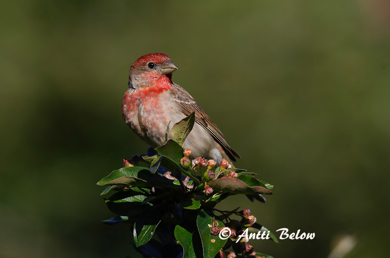 Avainsanat: Pinsà carminat Karmindompap Roodmus Common Rosefinch Karmiinleevike Punavarpunen Roselin cramoisi Karmingimpel Karmazsinpirók Rósafinka Rosenfink Pintarrôxo-carmíneo Carpodacus erythrinus Camachuelo Carminoso Rosenfink