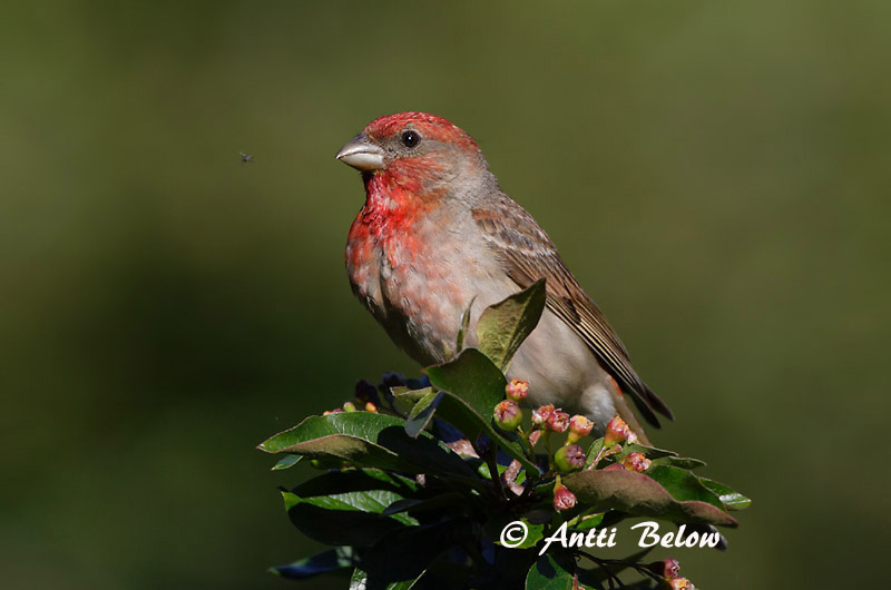Avainsanat: Pinsà carminat Karmindompap Roodmus Common Rosefinch Karmiinleevike Punavarpunen Roselin cramoisi Karmingimpel Karmazsinpirók Rósafinka Rosenfink Pintarrôxo-carmíneo Carpodacus erythrinus Camachuelo Carminoso Rosenfink