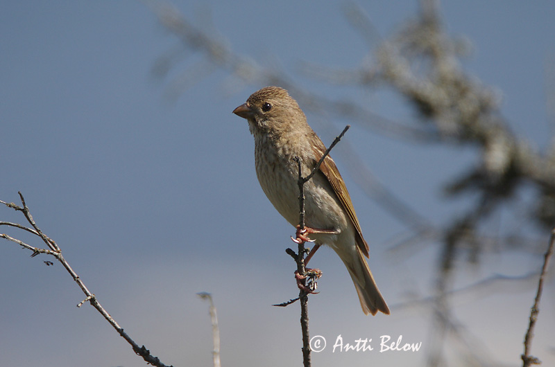 Avainsanat: Pinsà carminat Karmindompap Roodmus Common Rosefinch Karmiinleevike Punavarpunen Roselin cramoisi Karmingimpel Karmazsinpirók Rósafinka Rosenfink Pintarrôxo-carmíneo Carpodacus erythrinus Camachuelo Carminoso Rosenfink