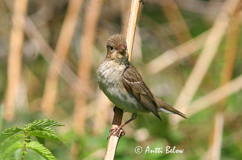 Avainsanat: Pinsà carminat Karmindompap Roodmus Common Rosefinch Karmiinleevike Punavarpunen Roselin cramoisi Karmingimpel Karmazsinpirók Rósafinka Rosenfink Pintarrôxo-carmíneo Carpodacus erythrinus Camachuelo Carminoso Rosenfink