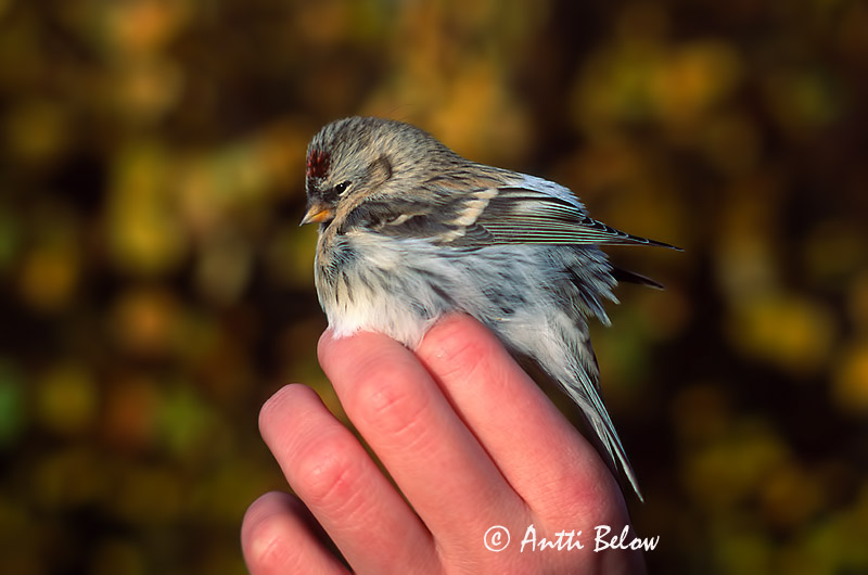 Avainsanat: Hvidsisken Witstuitbarmsijs Arctic Redpoll Hele-urvalind Tundraurpiainen Sizerin blanchâtre Polarbirkenzeisig Szürke zsezse Hrímtittlingur Polarsisik Pintarrôxo de Hornemann Carduelis hornemanni Pardillo de Hornemann Snösiska