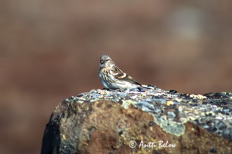 Avainsanat: Hvidsisken Witstuitbarmsijs Arctic Redpoll Hele-urvalind Tundraurpiainen Sizerin blanchâtre Polarbirkenzeisig Szürke zsezse Hrímtittlingur Polarsisik Pintarrôxo de Hornemann Carduelis hornemanni Pardillo de Hornemann Snösiska