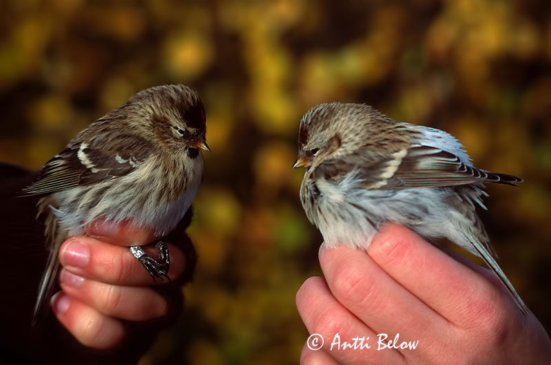 Avainsanat: Hvidsisken Witstuitbarmsijs Arctic Redpoll Hele-urvalind Tundraurpiainen Sizerin blanchâtre Polarbirkenzeisig Szürke zsezse Hrímtittlingur Polarsisik Pintarrôxo de Hornemann Carduelis hornemanni Pardillo de Hornemann Snösiska