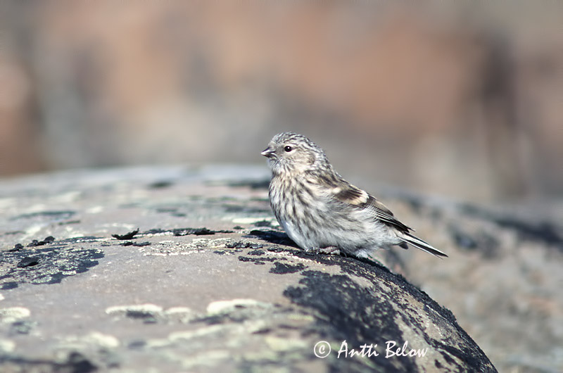 Avainsanat: Hvidsisken Witstuitbarmsijs Arctic Redpoll Hele-urvalind Tundraurpiainen Sizerin blanchâtre Polarbirkenzeisig Szürke zsezse Hrímtittlingur Polarsisik Pintarrôxo de Hornemann Carduelis hornemanni Pardillo de Hornemann Snösiska
