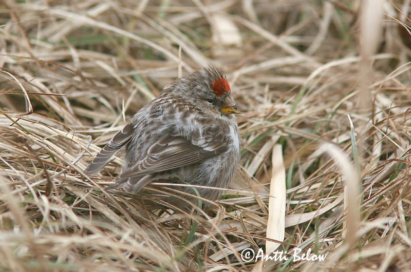 Avainsanat: Passerell golanegre Gråsisken Barmsijs Common Redpoll Urvalind Urpiainen Sizerin flammé Birkenzeisig Zsezse Auðnutittlingur Gråsisik Pintarrôxo-de-queixo-preto Carduelis flammeaPardillo Sizerín Gråsiska
