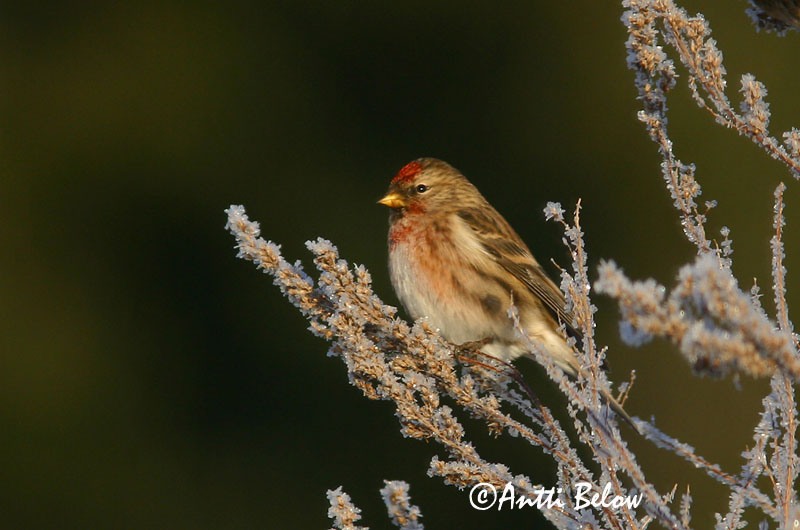 Avainsanat: Passerell golanegre Gråsisken Barmsijs Common Redpoll Urvalind Urpiainen Sizerin flammé Birkenzeisig Zsezse Auðnutittlingur Gråsisik Pintarrôxo-de-queixo-preto Carduelis flammeaPardillo Sizerín Gråsiska