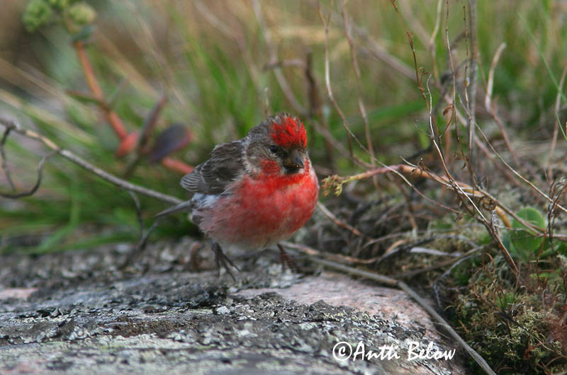 Avainsanat: Passerell golanegre Gråsisken Barmsijs Common Redpoll Urvalind Urpiainen Sizerin flammé Birkenzeisig Zsezse Auðnutittlingur Gråsisik Pintarrôxo-de-queixo-preto Carduelis flammeaPardillo Sizerín Gråsiska