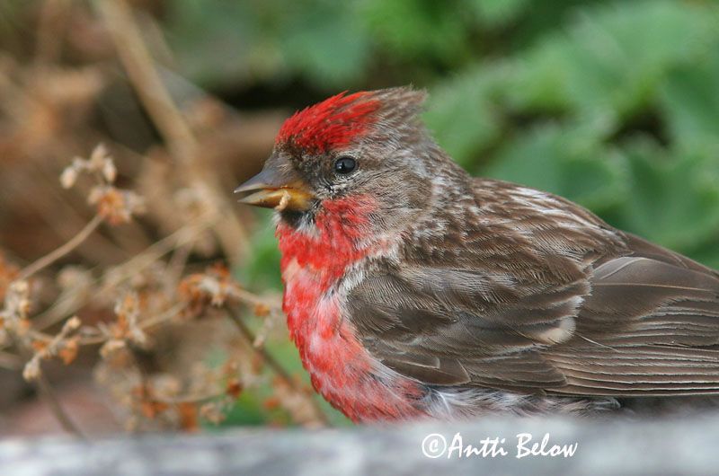 Avainsanat: Passerell golanegre Gråsisken Barmsijs Common Redpoll Urvalind Urpiainen Sizerin flammé Birkenzeisig Zsezse Auðnutittlingur Gråsisik Pintarrôxo-de-queixo-preto Carduelis flammeaPardillo Sizerín Gråsiska