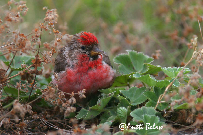 Avainsanat: Passerell golanegre Gråsisken Barmsijs Common Redpoll Urvalind Urpiainen Sizerin flammé Birkenzeisig Zsezse Auðnutittlingur Gråsisik Pintarrôxo-de-queixo-preto Carduelis flammeaPardillo Sizerín Gråsiska