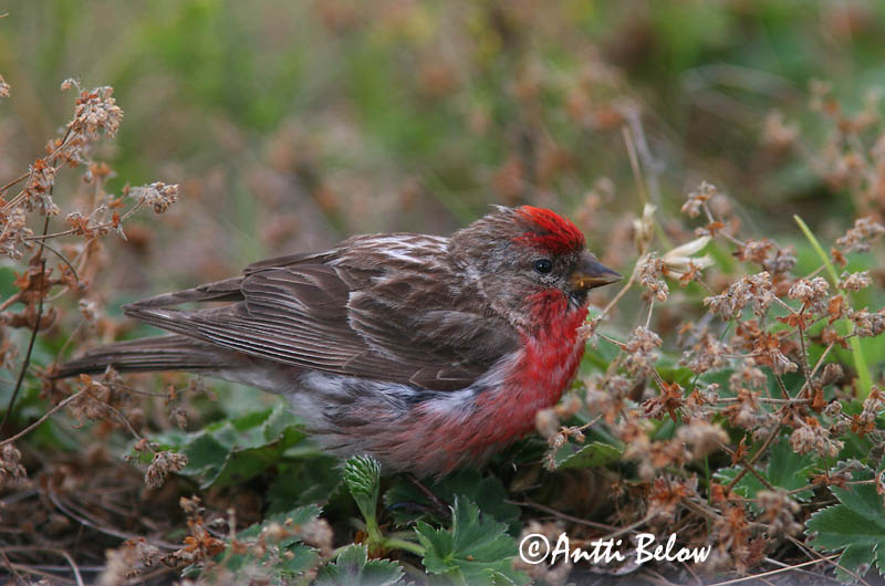 Avainsanat: Passerell golanegre Gråsisken Barmsijs Common Redpoll Urvalind Urpiainen Sizerin flammé Birkenzeisig Zsezse Auðnutittlingur Gråsisik Pintarrôxo-de-queixo-preto Carduelis flammeaPardillo Sizerín Gråsiska