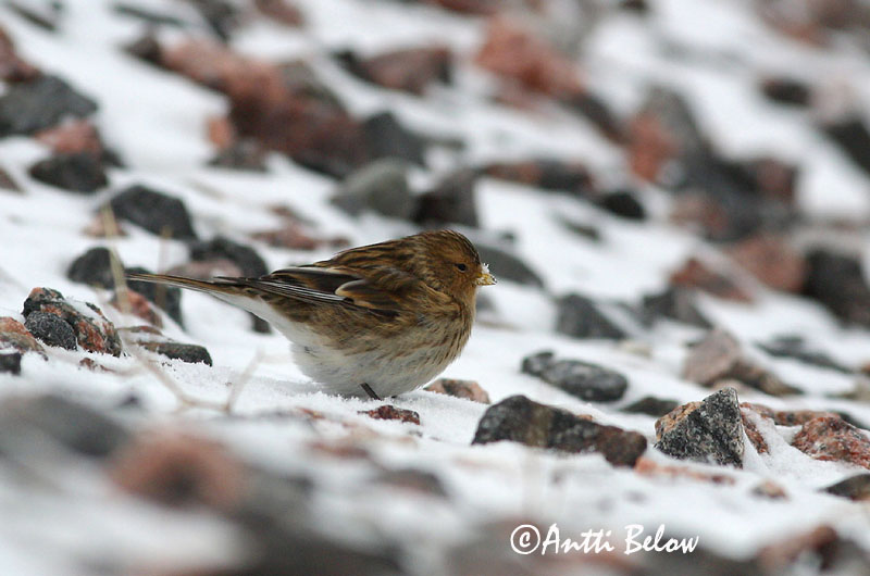 Avainsanat: Passerell bec-groc Bjergirisk Frater Twite Mägi-kanepilind Vuorihemppo Linotte à bec jaune Berghänfling Téli kenderike Lyngfinka Bergirisk Pintarrôxo-de-bico-amarelo Carduelis flavirostris Pardillo Piquigualdo Vinterhämpling