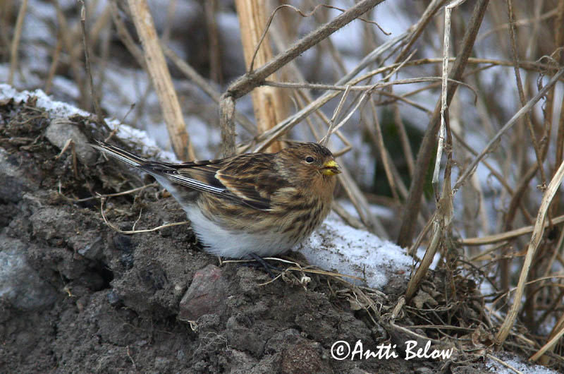 Avainsanat: Passerell bec-groc Bjergirisk Frater Twite Mägi-kanepilind Vuorihemppo Linotte à bec jaune Berghänfling Téli kenderike Lyngfinka Bergirisk Pintarrôxo-de-bico-amarelo Carduelis flavirostris Pardillo Piquigualdo Vinterhämpling