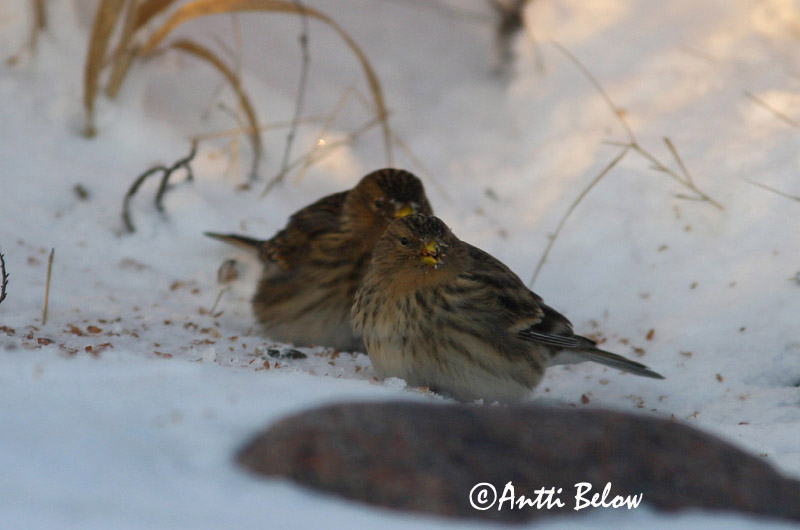 Avainsanat: Passerell bec-groc Bjergirisk Frater Twite Mägi-kanepilind Vuorihemppo Linotte à bec jaune Berghänfling Téli kenderike Lyngfinka Bergirisk Pintarrôxo-de-bico-amarelo Carduelis flavirostris Pardillo Piquigualdo Vinterhämpling