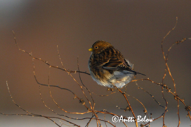 Avainsanat: Passerell bec-groc Bjergirisk Frater Twite Mägi-kanepilind Vuorihemppo Linotte à bec jaune Berghänfling Téli kenderike Lyngfinka Bergirisk Pintarrôxo-de-bico-amarelo Carduelis flavirostris Pardillo Piquigualdo Vinterhämpling