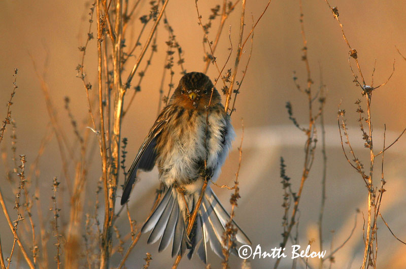 Avainsanat: Passerell bec-groc Bjergirisk Frater Twite Mägi-kanepilind Vuorihemppo Linotte à bec jaune Berghänfling Téli kenderike Lyngfinka Bergirisk Pintarrôxo-de-bico-amarelo Carduelis flavirostris Pardillo Piquigualdo Vinterhämpling