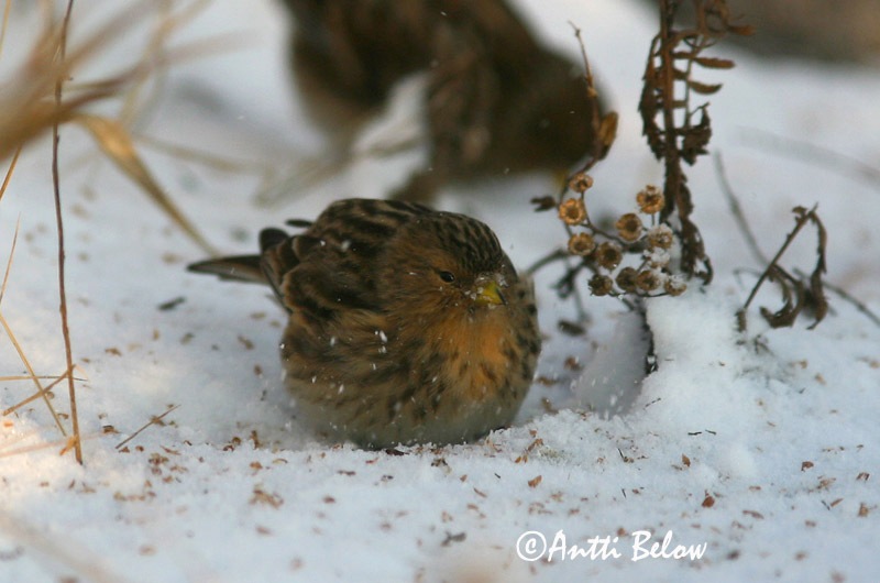 Avainsanat: Passerell bec-groc Bjergirisk Frater Twite Mägi-kanepilind Vuorihemppo Linotte à bec jaune Berghänfling Téli kenderike Lyngfinka Bergirisk Pintarrôxo-de-bico-amarelo Carduelis flavirostris Pardillo Piquigualdo Vinterhämpling