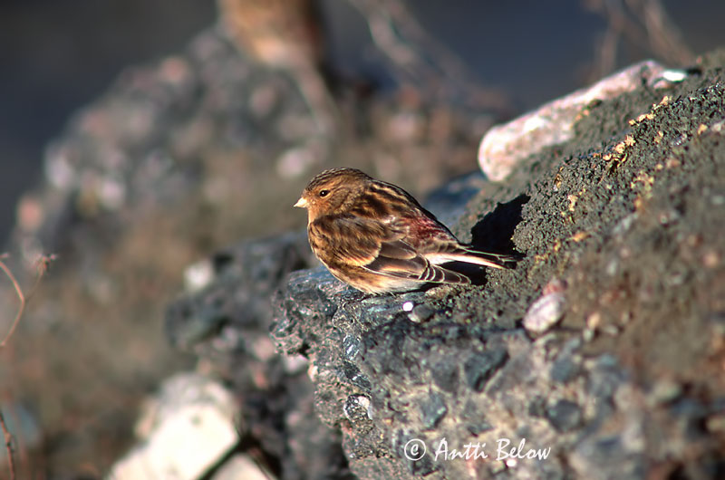 Avainsanat: Passerell bec-groc Bjergirisk Frater Twite Mägi-kanepilind Vuorihemppo Linotte à bec jaune Berghänfling Téli kenderike Lyngfinka Bergirisk Pintarrôxo-de-bico-amarelo Carduelis flavirostris Pardillo Piquigualdo Vinterhämpling