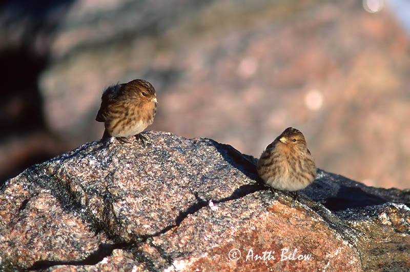 Avainsanat: Passerell bec-groc Bjergirisk Frater Twite Mägi-kanepilind Vuorihemppo Linotte à bec jaune Berghänfling Téli kenderike Lyngfinka Bergirisk Pintarrôxo-de-bico-amarelo Carduelis flavirostris Pardillo Piquigualdo Vinterhämpling
