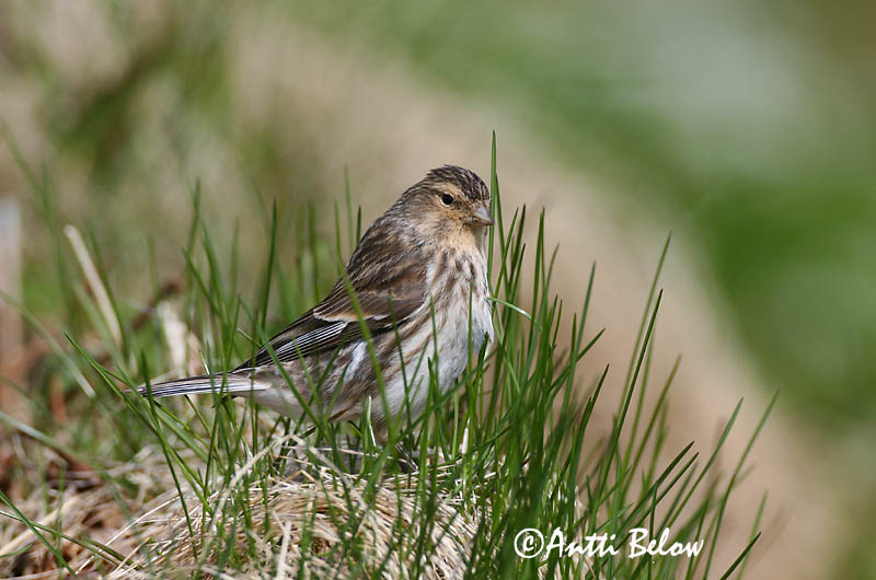 Avainsanat: Passerell bec-groc Bjergirisk Frater Twite Mägi-kanepilind Vuorihemppo Linotte à bec jaune Berghänfling Téli kenderike Lyngfinka Bergirisk Pintarrôxo-de-bico-amarelo Carduelis flavirostris Pardillo Piquigualdo Vinterhämpling