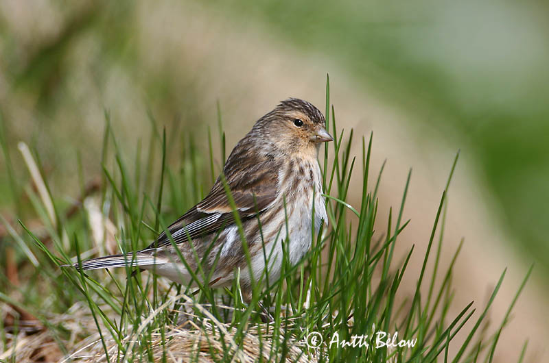 Avainsanat: Passerell bec-groc Bjergirisk Frater Twite Mägi-kanepilind Vuorihemppo Linotte à bec jaune Berghänfling Téli kenderike Lyngfinka Bergirisk Pintarrôxo-de-bico-amarelo Carduelis flavirostris Pardillo Piquigualdo Vinterhämpling