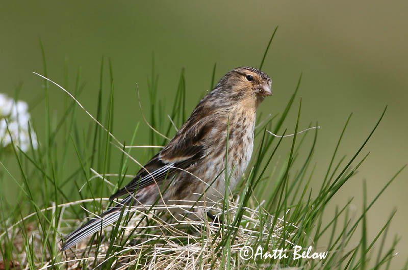 Avainsanat: Passerell bec-groc Bjergirisk Frater Twite Mägi-kanepilind Vuorihemppo Linotte à bec jaune Berghänfling Téli kenderike Lyngfinka Bergirisk Pintarrôxo-de-bico-amarelo Carduelis flavirostris Pardillo Piquigualdo Vinterhämpling