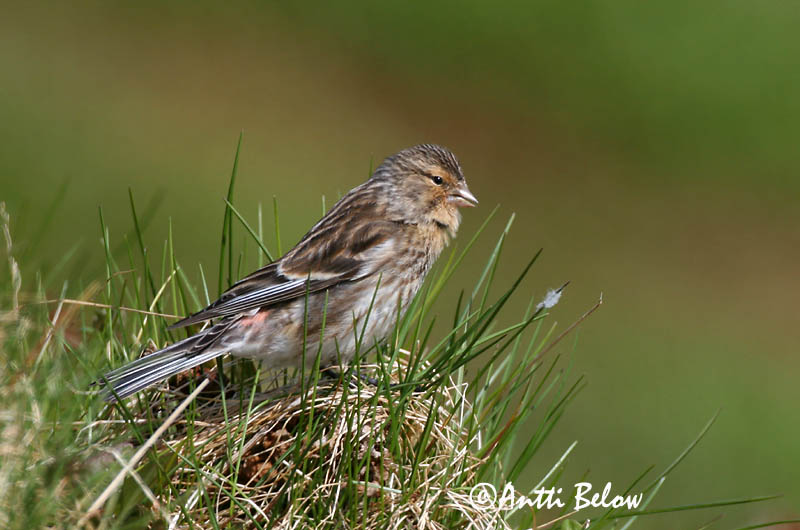 Avainsanat: Passerell bec-groc Bjergirisk Frater Twite Mägi-kanepilind Vuorihemppo Linotte à bec jaune Berghänfling Téli kenderike Lyngfinka Bergirisk Pintarrôxo-de-bico-amarelo Carduelis flavirostris Pardillo Piquigualdo Vinterhämpling