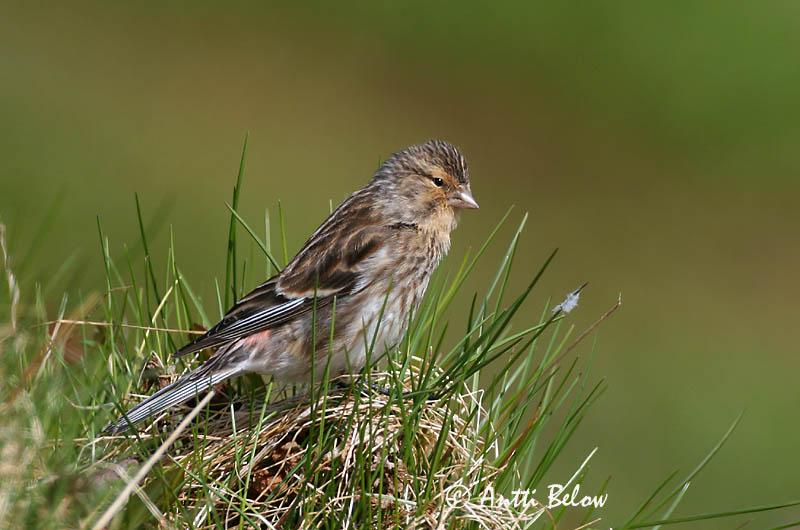 Avainsanat: Passerell bec-groc Bjergirisk Frater Twite Mägi-kanepilind Vuorihemppo Linotte à bec jaune Berghänfling Téli kenderike Lyngfinka Bergirisk Pintarrôxo-de-bico-amarelo Carduelis flavirostris Pardillo Piquigualdo Vinterhämpling