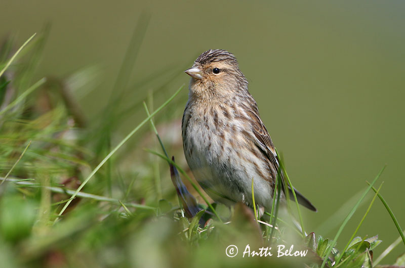 Avainsanat: Passerell bec-groc Bjergirisk Frater Twite Mägi-kanepilind Vuorihemppo Linotte à bec jaune Berghänfling Téli kenderike Lyngfinka Bergirisk Pintarrôxo-de-bico-amarelo Carduelis flavirostris Pardillo Piquigualdo Vinterhämpling