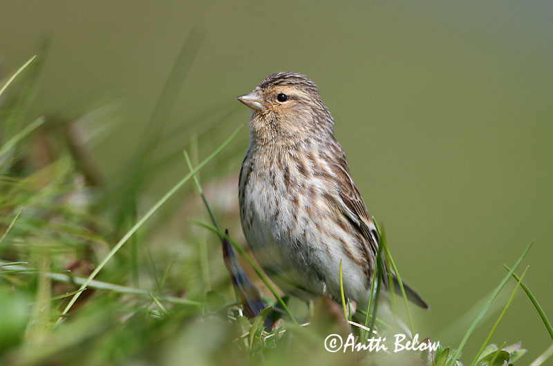 Avainsanat: Passerell bec-groc Bjergirisk Frater Twite Mägi-kanepilind Vuorihemppo Linotte à bec jaune Berghänfling Téli kenderike Lyngfinka Bergirisk Pintarrôxo-de-bico-amarelo Carduelis flavirostris Pardillo Piquigualdo Vinterhämpling